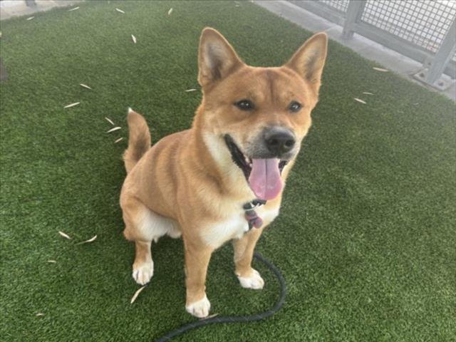 KUMA Image