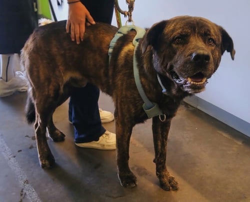 DUG - Presa Canario available for adoption