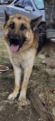 MARCO - German Shepherd Dog available for adoption