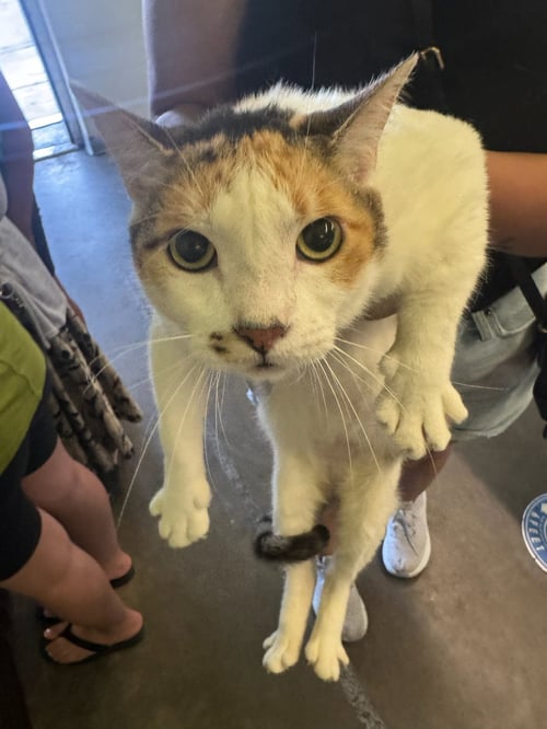 BONNIE - Domestic Short Hair available for adoption