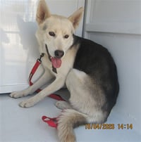 NIX - Photo 1