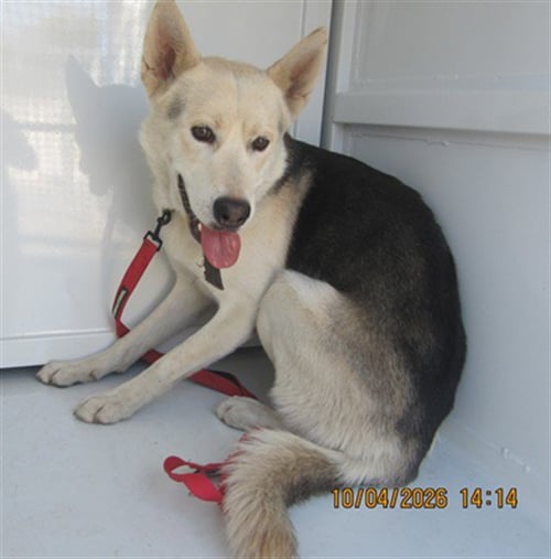 NIX - German Shepherd Dog available for adoption
