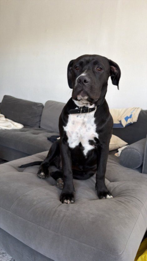 SAGE - Pit Bull Terrier available for adoption