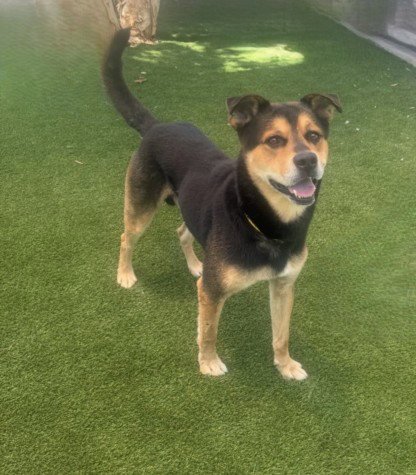 COOPER - German Shepherd Dog available for adoption