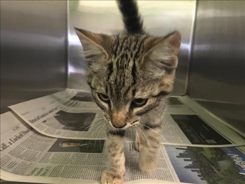 ARIEL - Domestic Short Hair available for adoption