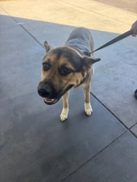MAX - Photo 1