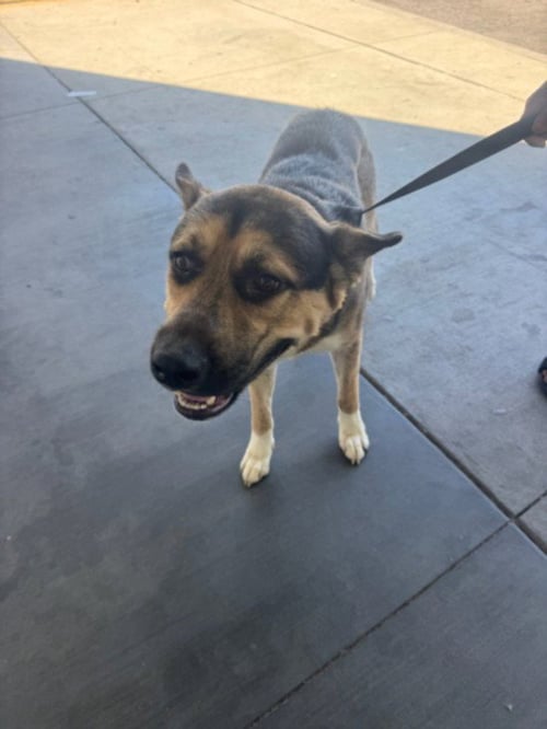 MAX - German Shepherd Dog available for adoption