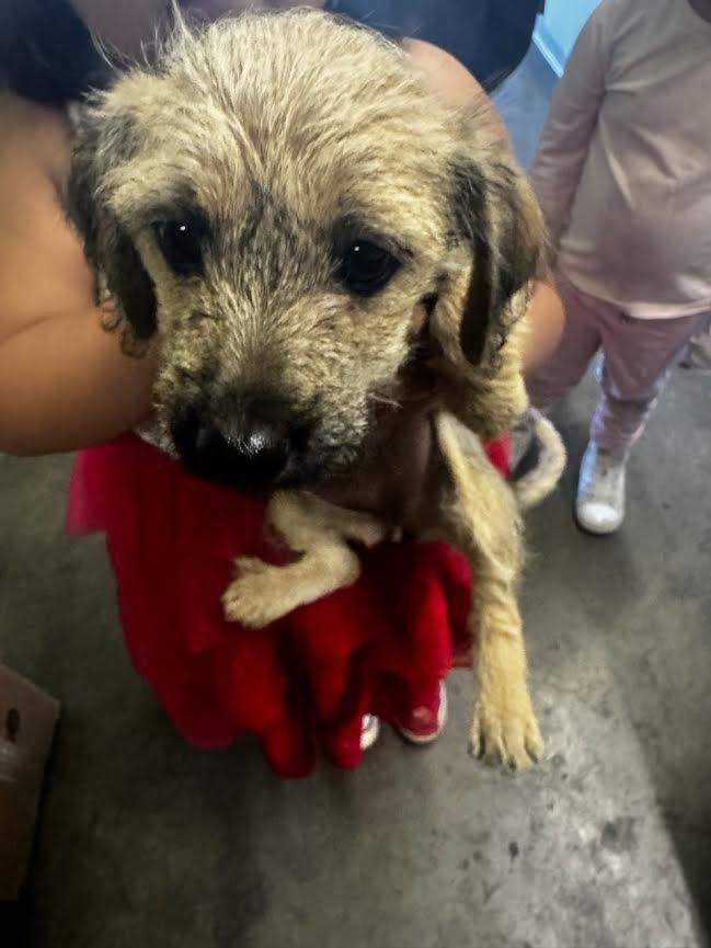 GORDA - Chihuahua available for adoption