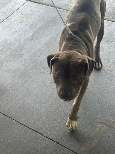 SOLO - Pit Bull Terrier available for adoption