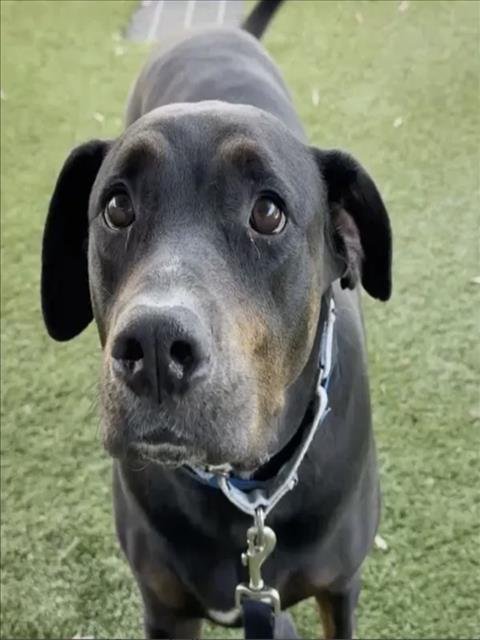 BRUNO - Doberman Pinscher available for adoption