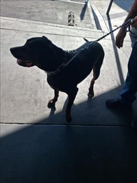 BRUNO - Photo 1