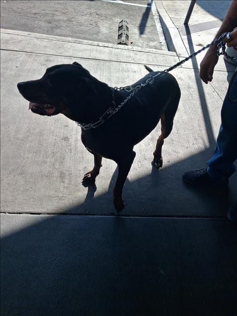BRUNO - Doberman Pinscher available for adoption