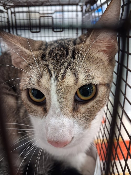 A2291137 - Domestic Short Hair available for adoption