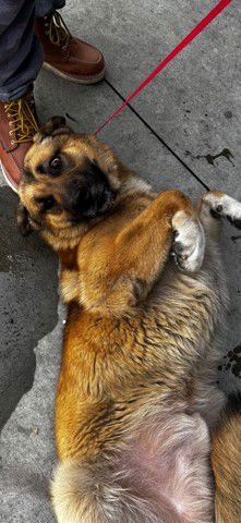 BUCK - German Shepherd Dog available for adoption