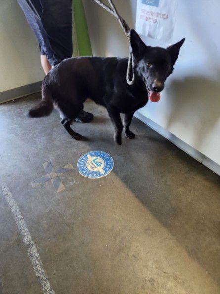 HELA - German Shepherd Dog available for adoption