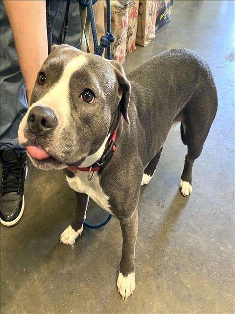 NINA - Pit Bull Terrier available for adoption