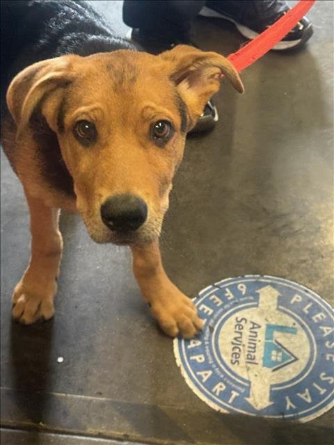 SPIKE - German Shepherd Dog available for adoption