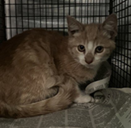 A2287836 - Domestic Short Hair available for adoption