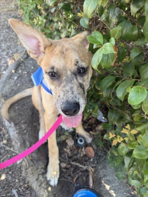 MINTY - German Shepherd Dog / Australian Cattle Dog/Blue Heeler available for adoption