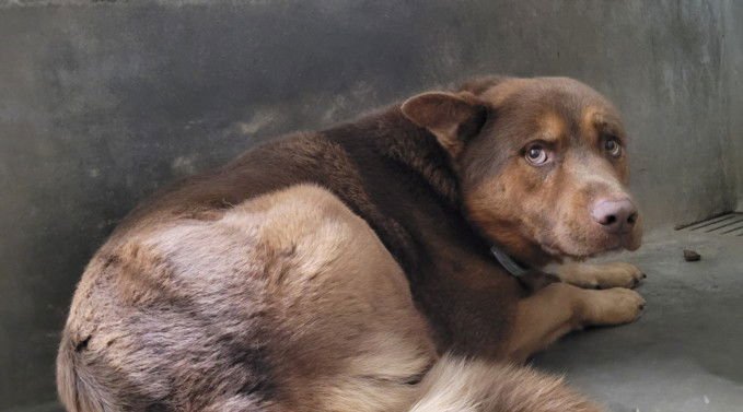 WHISKEY - Belgian Shepherd Malinois / Siberian Husky available for adoption