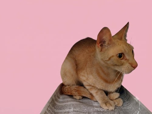 SOFIA - Domestic Short Hair available for adoption