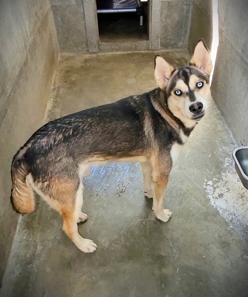 REX - German Shepherd Dog / Husky available for adoption