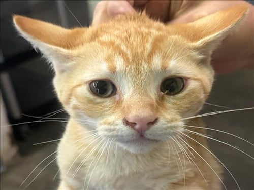 MATT - Domestic Short Hair available for adoption