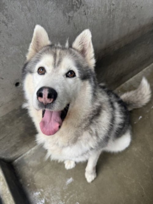 HUDSON - Husky available for adoption