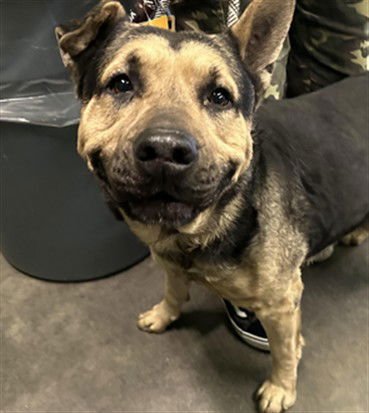 A2253729 - German Shepherd Dog / Pit Bull Terrier available for adoption