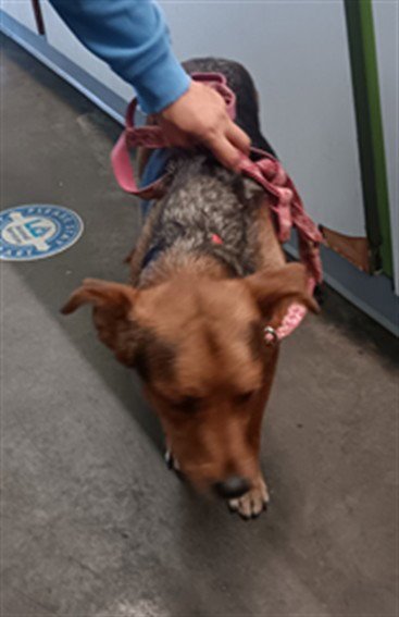 BUBBA - German Shepherd Dog available for adoption