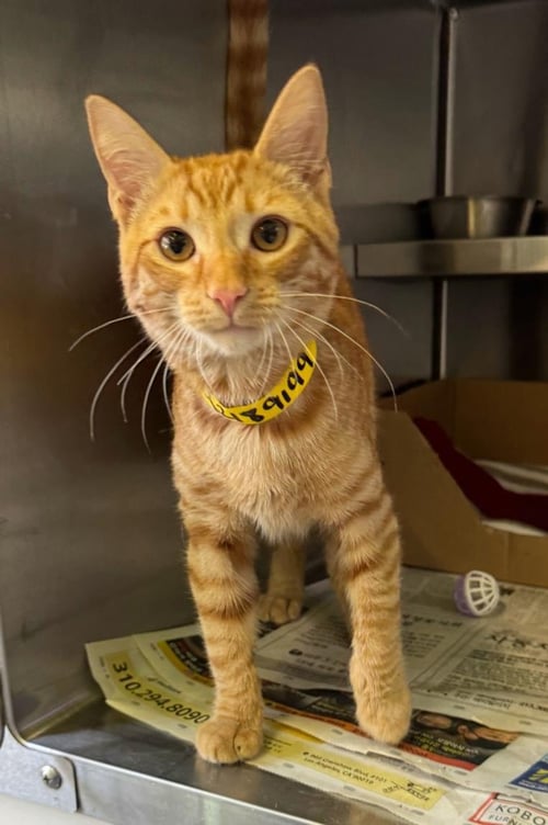 SHADOW - Domestic Short Hair available for adoption