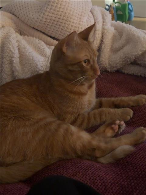 SHADOW - Domestic Short Hair available for adoption