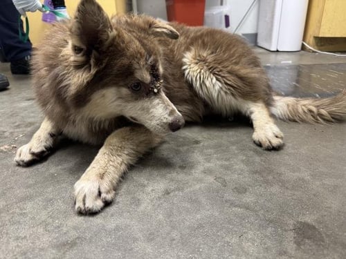 FRANNY - Siberian Husky available for adoption
