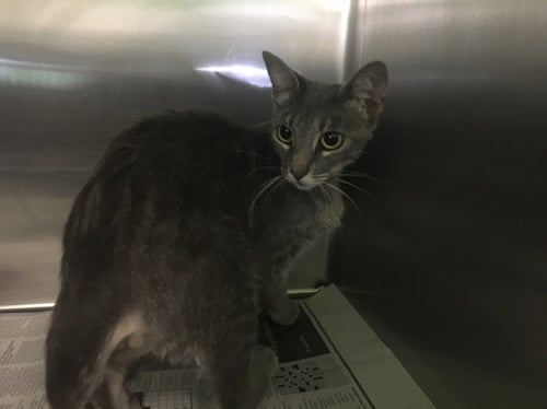 MAGDALENA - Domestic Short Hair available for adoption