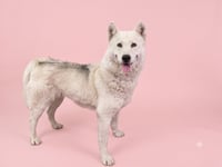 MAYA - Photo 1