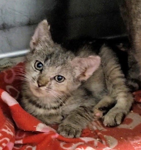 A2290418 - Domestic Short Hair available for adoption