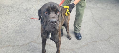 ONYX - Cane Corso Mastiff available for adoption