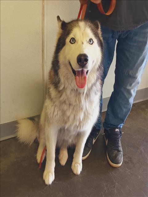 NALA - Siberian Husky available for adoption