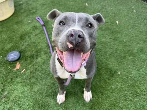 WINNIE - Pit Bull Terrier available for adoption