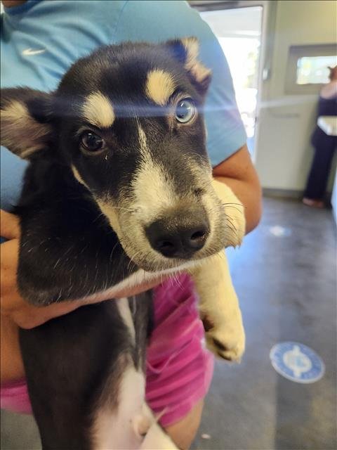 PUCK - Siberian Husky available for adoption