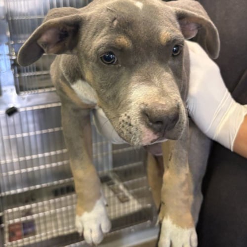 MANNY - Pit Bull Terrier available for adoption