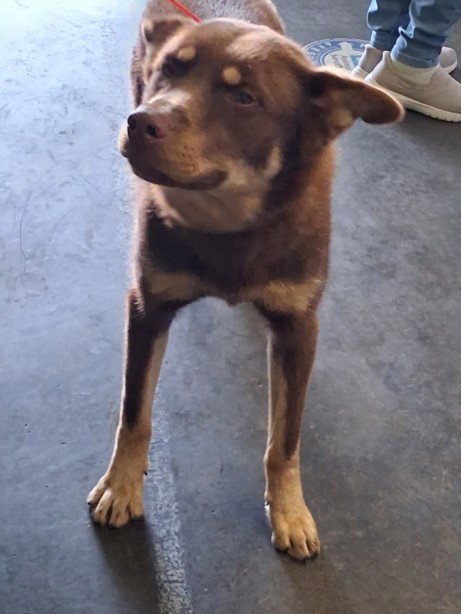 BROTHER BEAR - German Shepherd Dog available for adoption