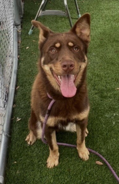 BROTHER BEAR - German Shepherd Dog available for adoption