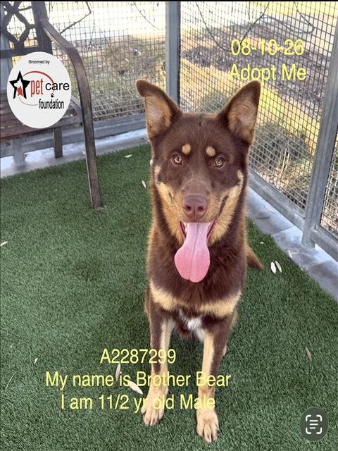 BROTHER BEAR - German Shepherd Dog available for adoption