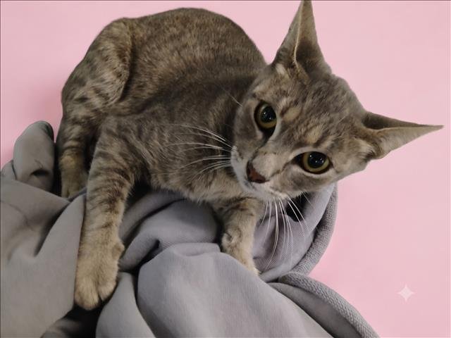TINA Image