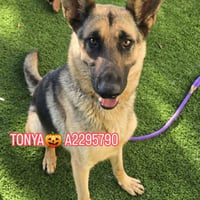 TONYA - Photo 1