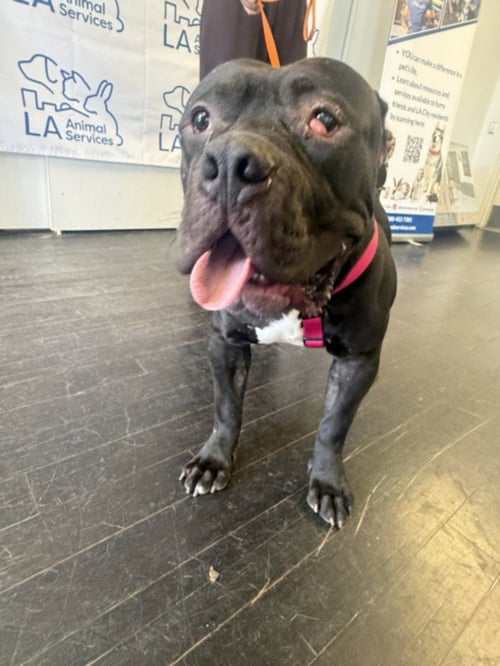 BIGGY - Mastiff available for adoption