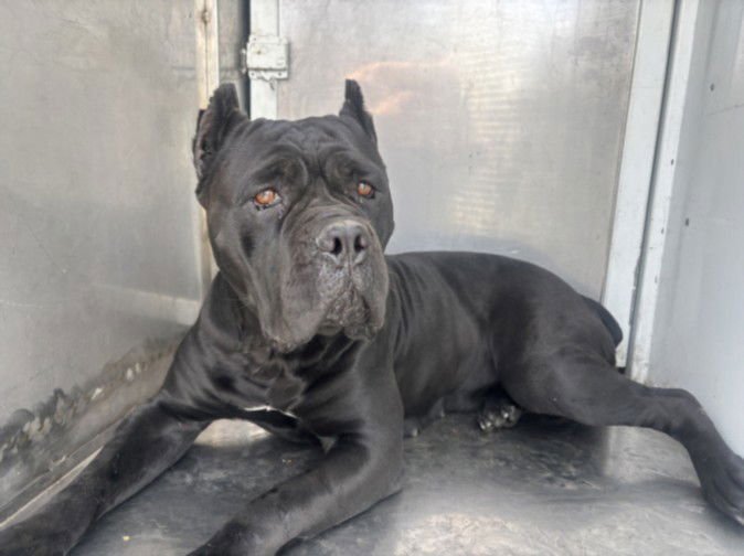 PANTERA - Cane Corso Mastiff available for adoption