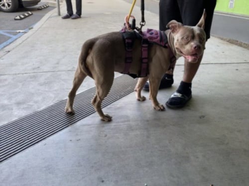 WAFFLES - American Bulldog available for adoption