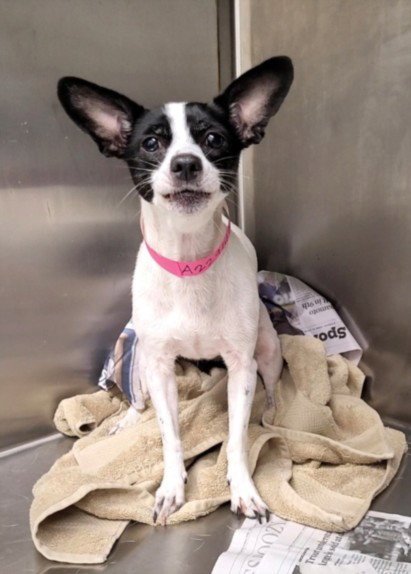 PAPRIKA - Chihuahua available for adoption